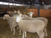 मेढ़ा, Dorset horn sheep — फ़ोटो 2