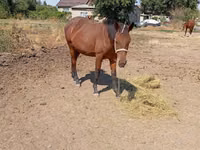 Yegua, Kyrgyz Horse — foto 3