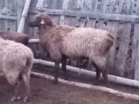 Ram, Edilbay sheep — photo 2