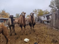 Kamele (Partie, Geschlecht nicht angegeben), Nar-Maya camel — Foto 1