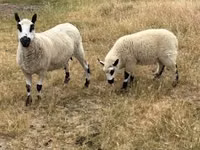 Sheep, Cerry Hill sheep — photo 4
