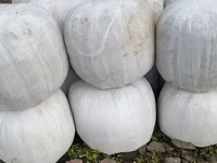 Corn Silage — 照片 2