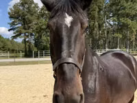Horse (M), Horses — photo 3
