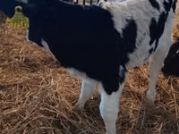 ثور, Russian Black pied cattle — الصورة 3