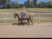 Mare, Kentucky mountain daddle horse — photo 6