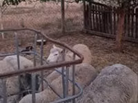 Widder, Cerry Hill sheep — Foto 6