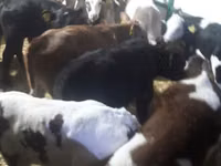 Toro, Vaca Limousin — foto 3