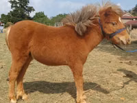 公马, Miniature horse — 照片 1