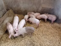 母猪, Pigs — 照片 4