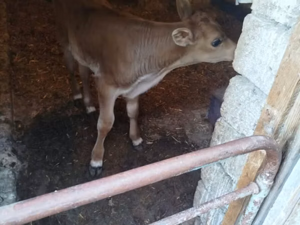 Bull, Red-spotted breed
