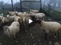 Sheep, Sheep — photo 3