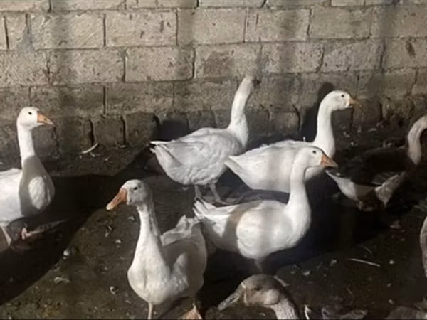 Гуси
