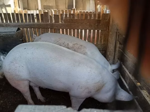 Boar, Pigs