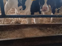 Toro, Russian Black pied cattle — foto 4
