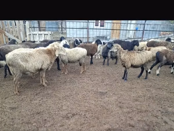 كبش, Kazakh fat-tailed coarsewool sheep