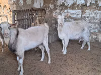 Ziege, Russian White goat — Foto 2