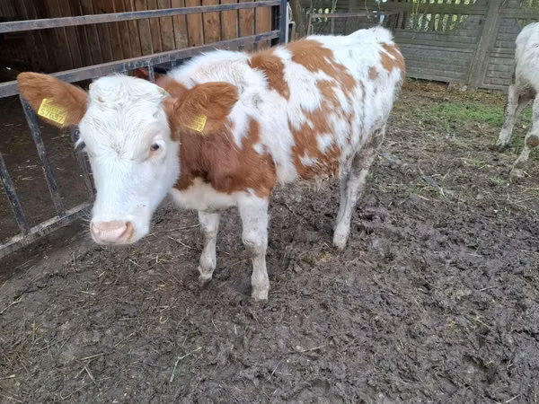 Cow, Simmental cattle