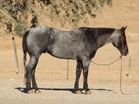 Horse (M), Quarter Horse — photo 7