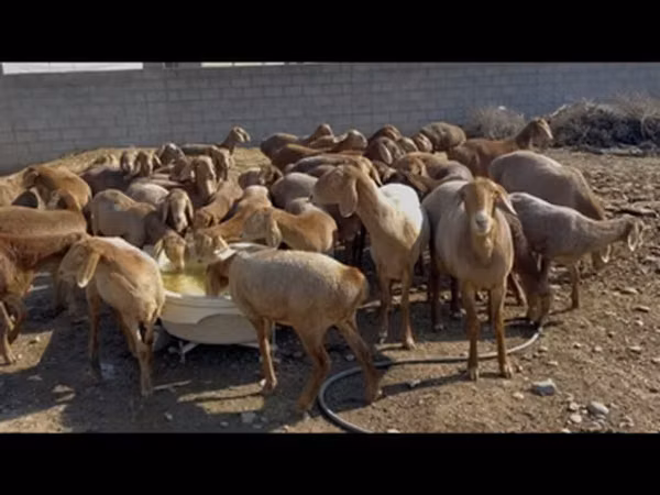 Sheep, Sheep
