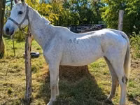 Yegua, Caballos — foto 3