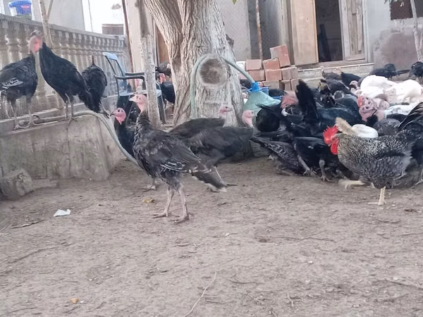 अमेरिकन बफ