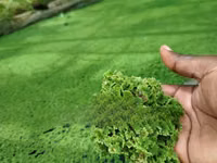 High Quality Azolla Seedling For Replanting — फ़ोटो 2
