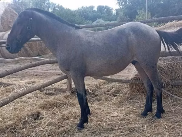 Horse (M), Horses