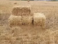 Bhoma Rhodes Hay & Seeds, Lucerne Hay & Seeds, Baled Full Corn Silage — Foto 1
