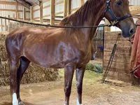 فرس, Dutch warmblood horse — الصورة 2