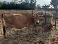 Vaca, Raza Jersey — foto 3