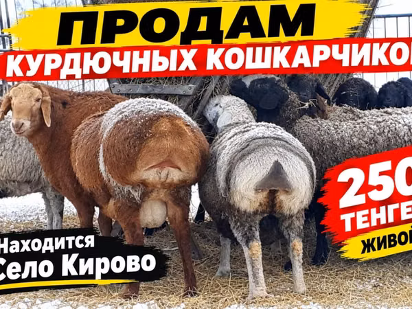 Carnero, Kazakh fat-tailed coarsewool sheep