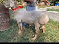 Widder, Arashan sheep — Foto 3