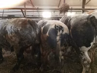 Rinder (Partie, Geschlecht nicht angegeben), Simmental cattle — Foto 1