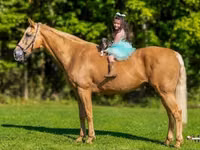 Hengst, Palomino — Foto 3