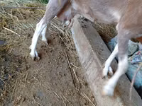 Cabra, LaMancha goats — foto 4