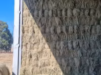 Eragrostis bales - Small (For Sale) — photo 2