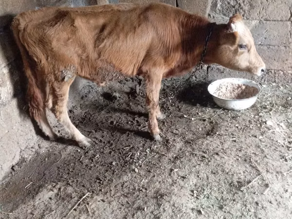 Toro, Ganado vacuno