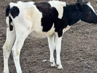 Cow, Cattle — photo 4