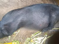 Schweine (Partie, Geschlecht nicht angegeben) — Foto 2