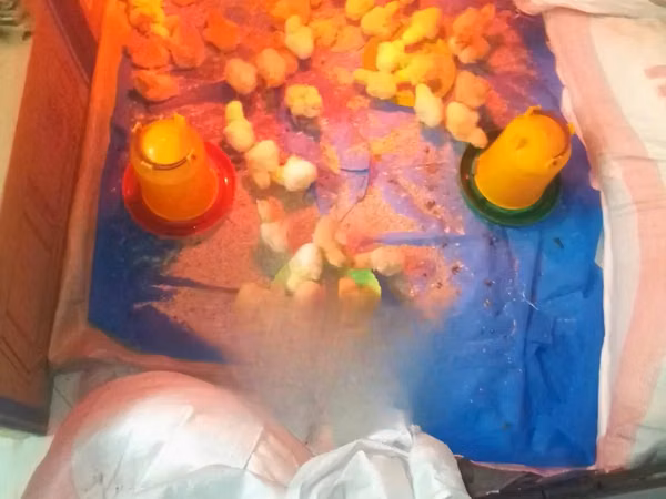 Chickens — केन्या