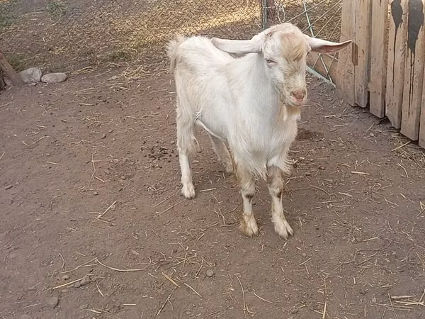 Козёл, Зааненская коза