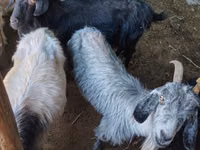 Goat, Goats — photo 3
