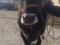 Vaca, Swiss cattle — foto 7