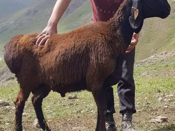 Ram, Blackheaded Persian sheep