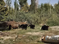 Widder, Rhon sheep — Foto 3