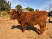 Cow, Highland — photo 4