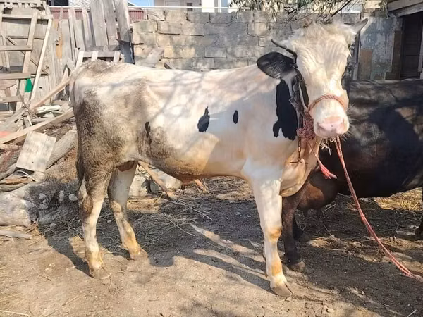 Bull, Cattle