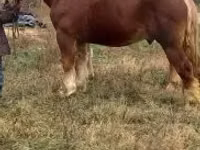 حصان, Suffolk Punch — الصورة 4