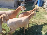 母羊, Arashan sheep — 照片 1