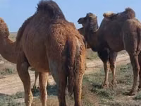 Kamelstute, Nar-Maya camel — Foto 2